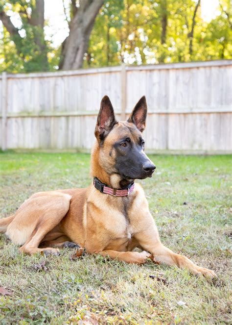 To locate a Malinois breeder, enter your 5-digit zip or postal code. . Belgian malinois rescue maryland